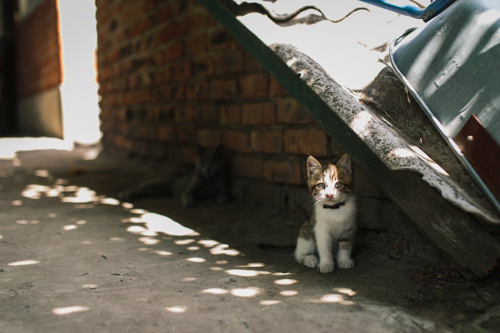 Фотография автора Андрей Вепрынцев