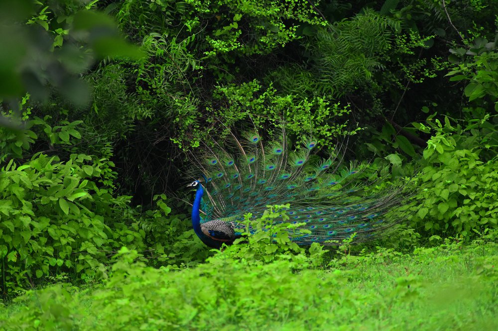 Photograph by Shiva Killamsetty