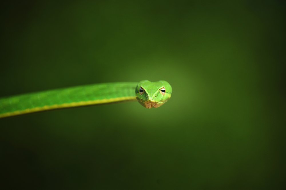 Photograph by Shiva Killamsetty