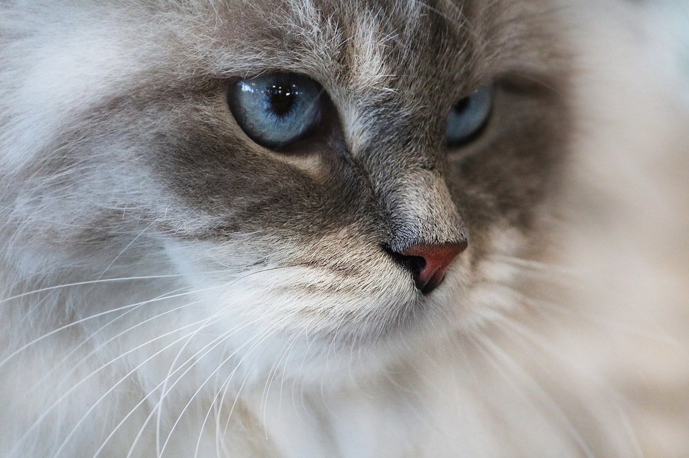 Голубиглазик