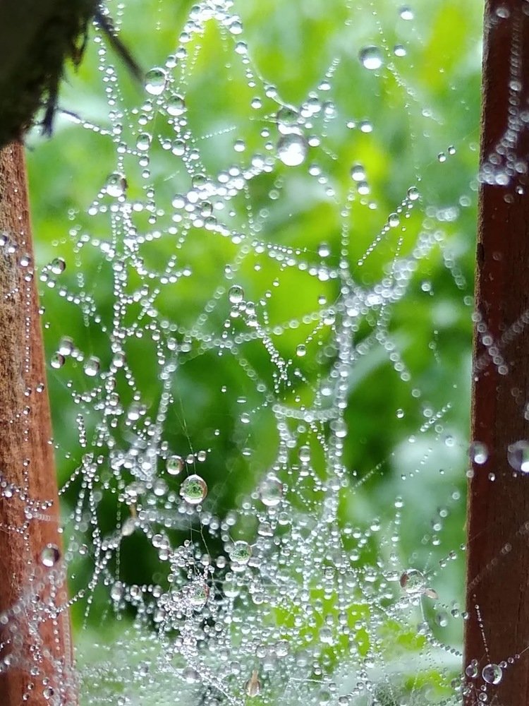 Photograph by Леся Дмітрук