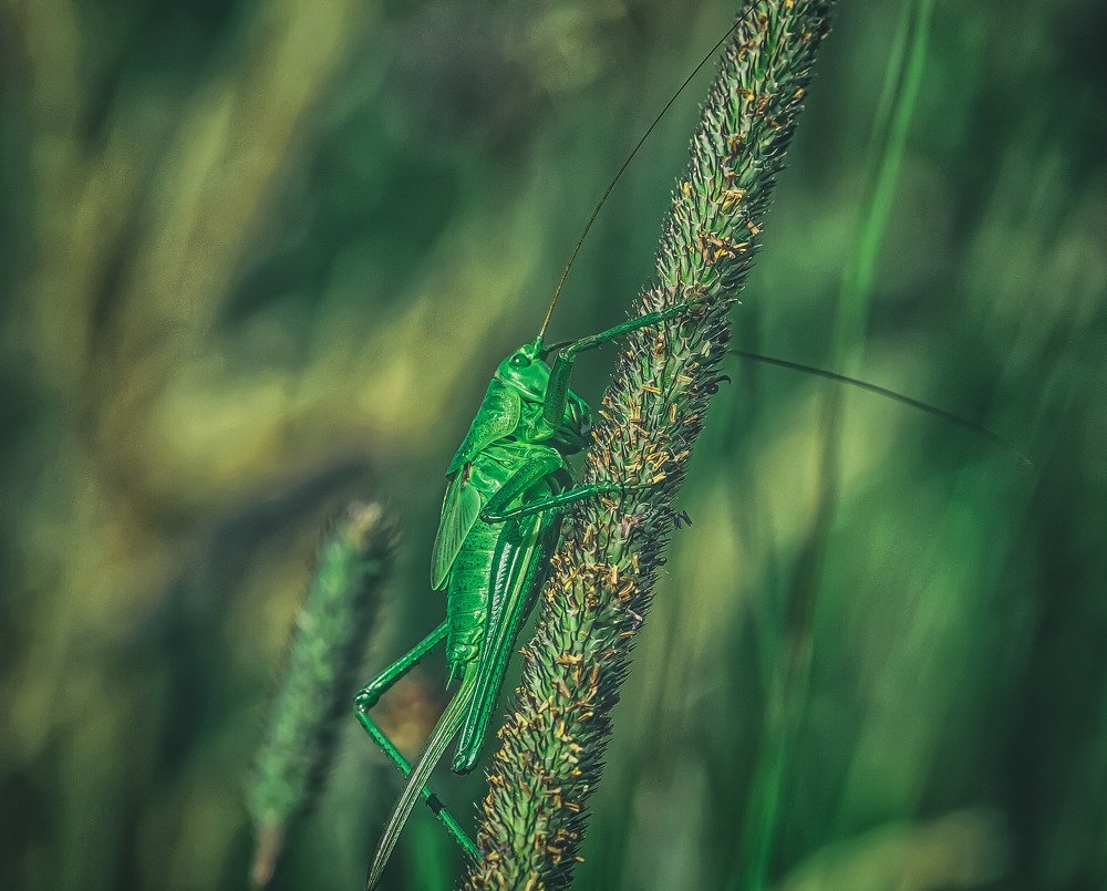 Photograph by Guy Krier