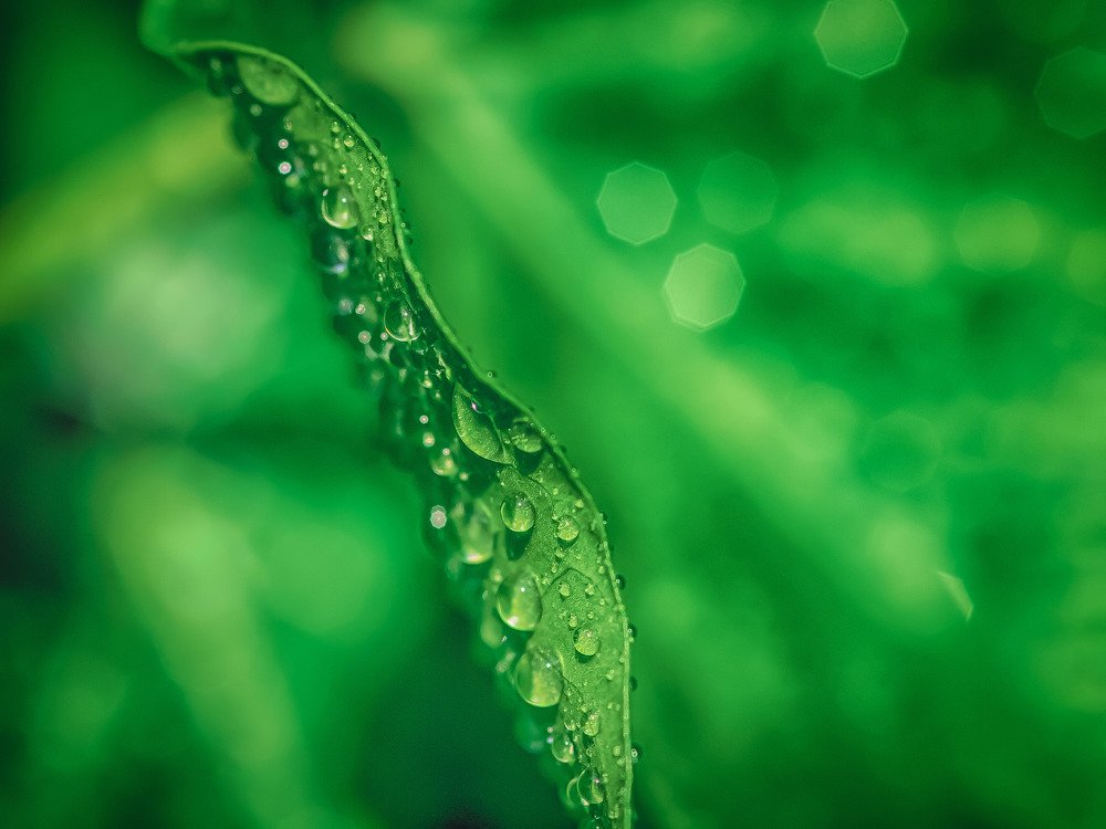 Photograph by Guy Krier