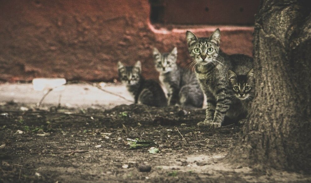 Фотография автора Дима Бернар