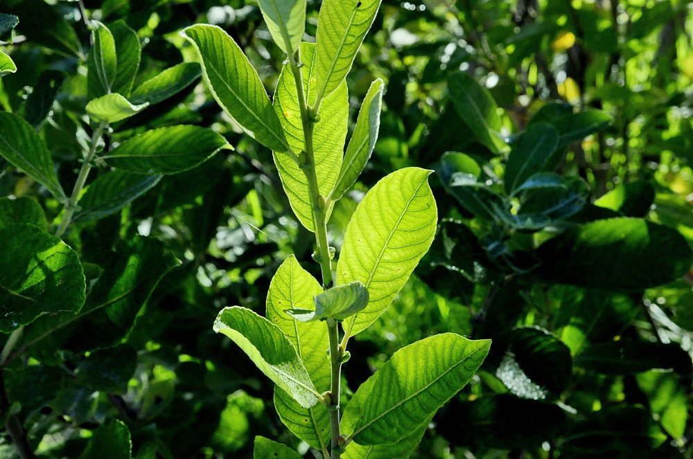 Photograph by НИНА АВЕРЬЯНОВА