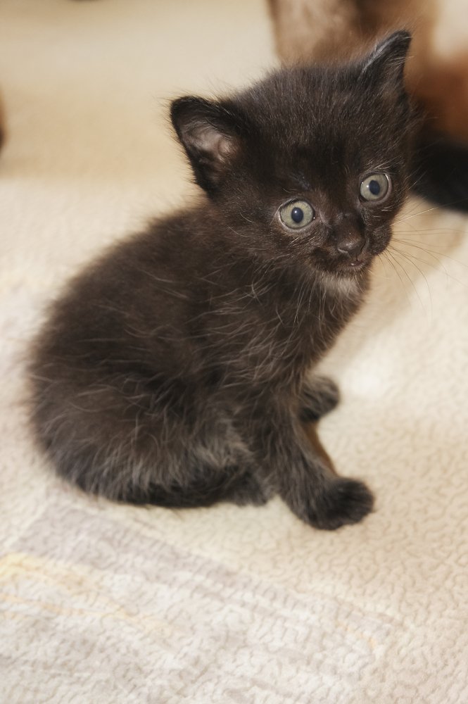 Photo #3607870