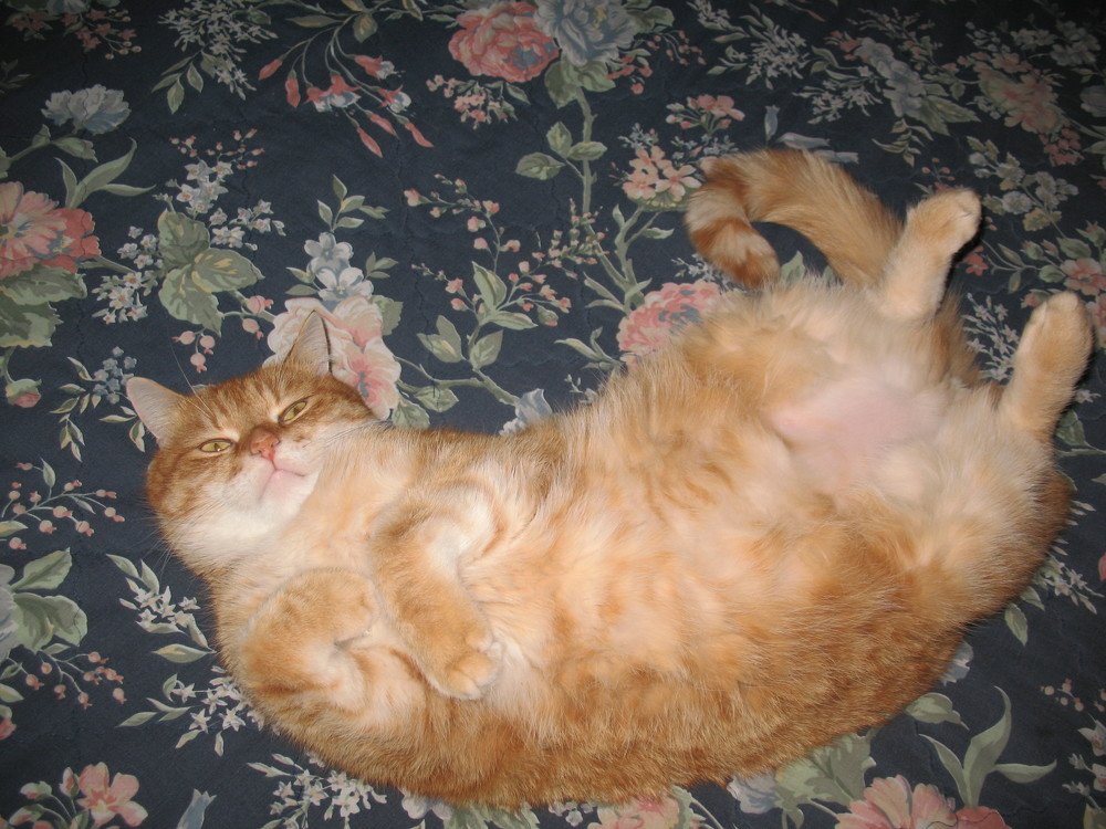 Фотография автора Нина Калинина