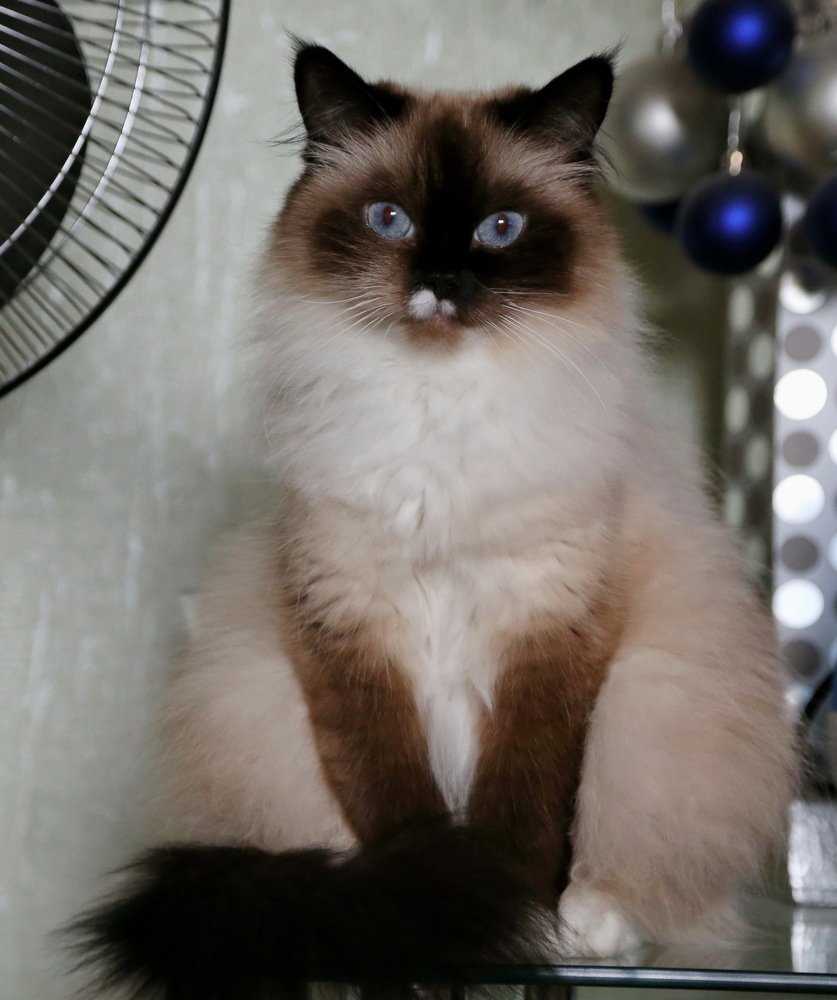 Берта-Мария