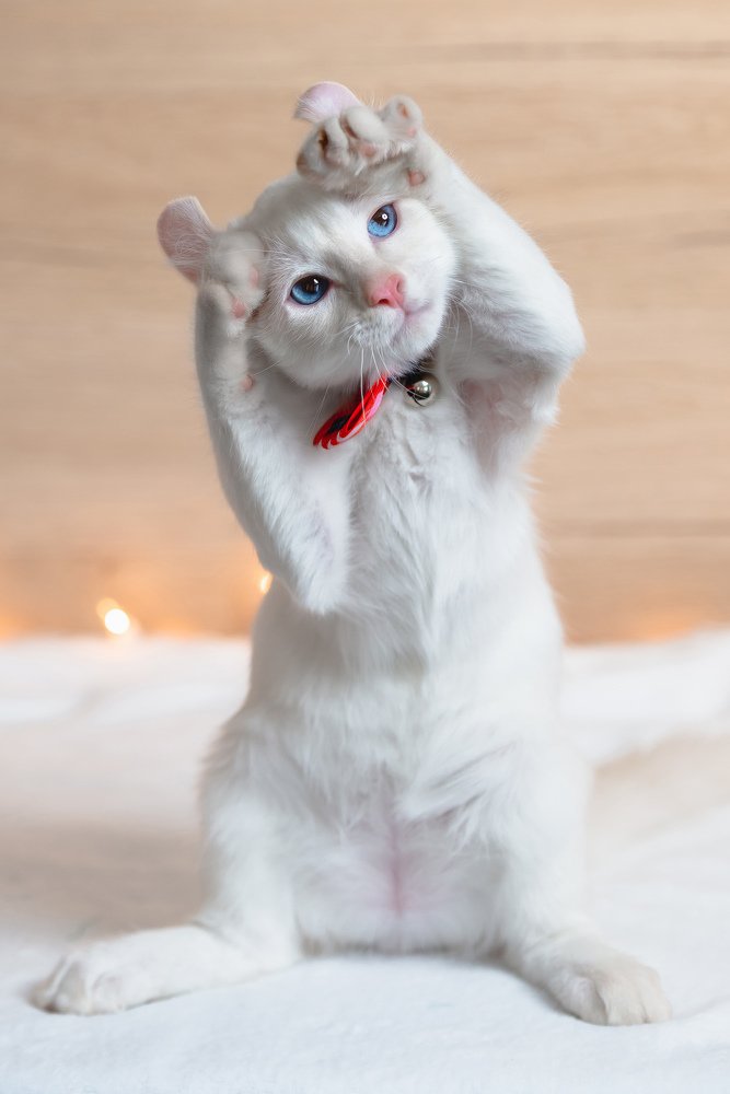 Котенок-зайка