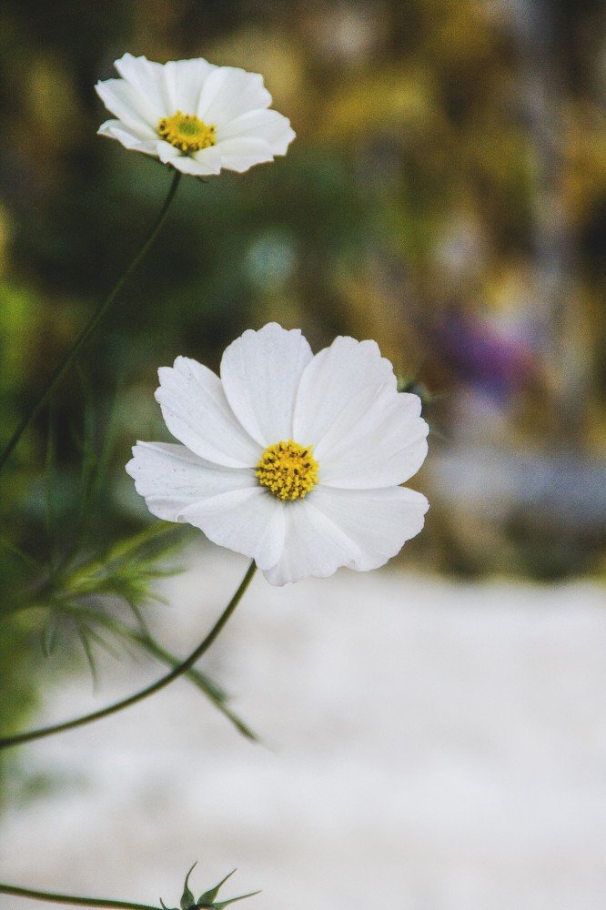 Фотография автора sose