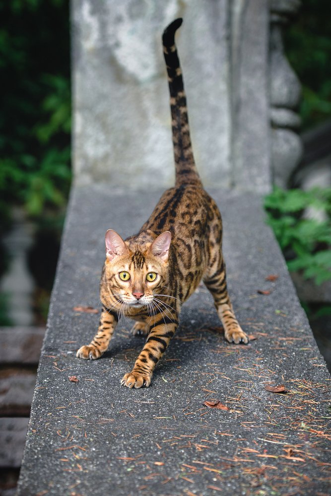 Хищник на свободе