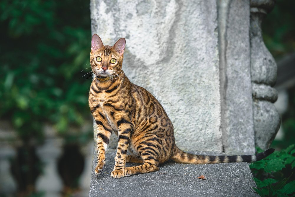 Photograph by Алексей Кононов