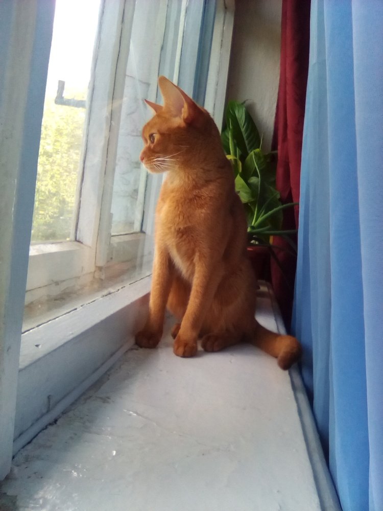 Богиня Бастет.