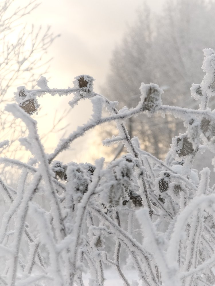 Photograph by Виктория Шлёпина