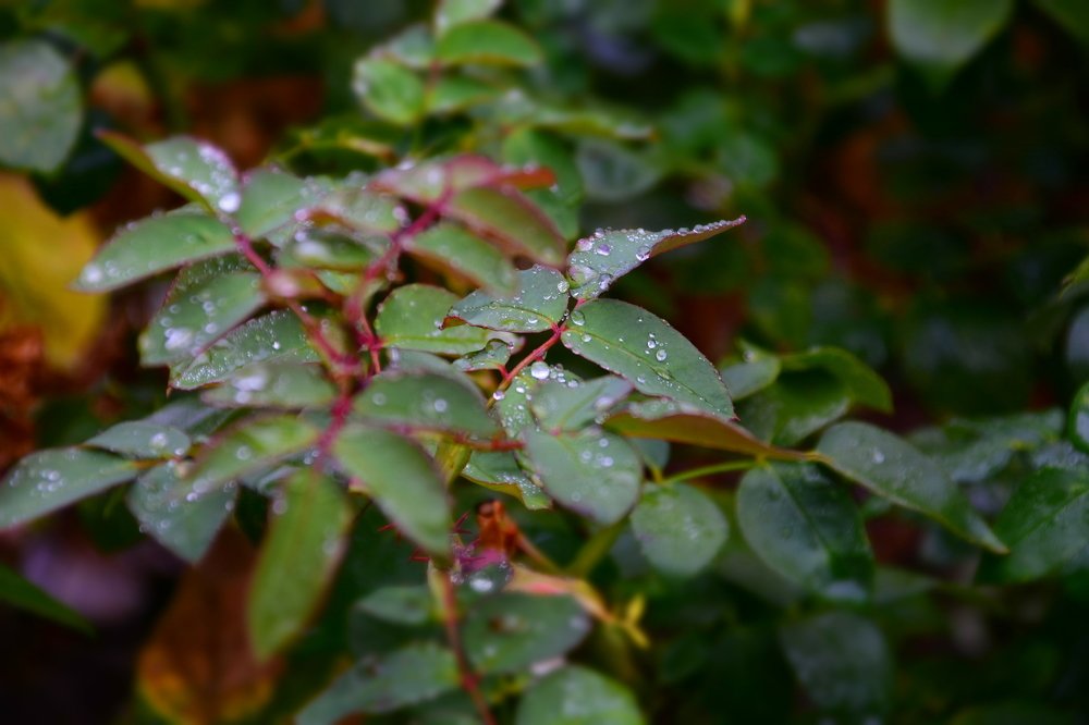 Фотография автора Bercaru Diana