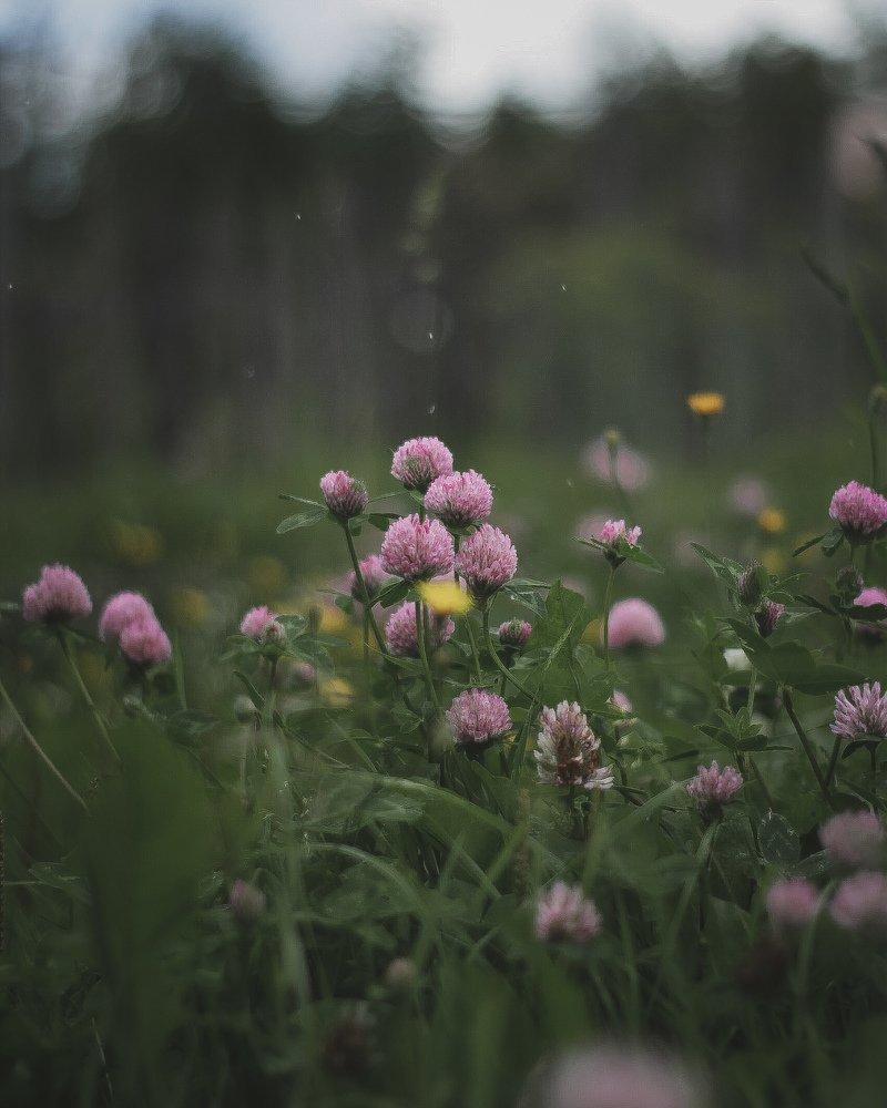 Photograph by Виктория Шлёпина