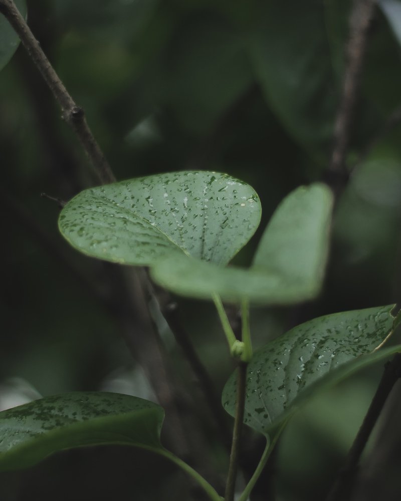 Photograph by Виктория Шлёпина