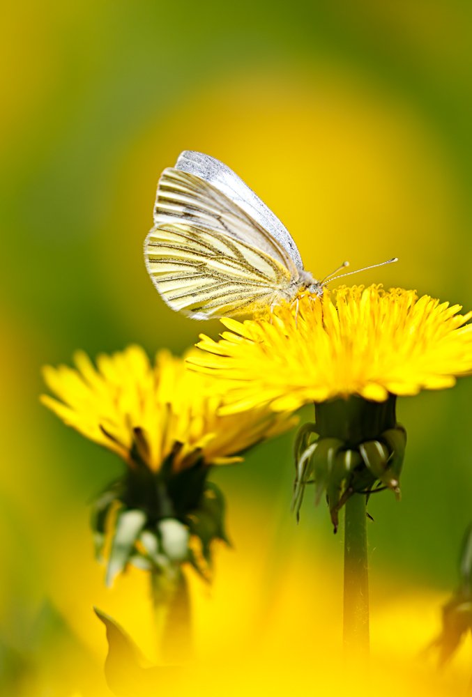 Солнечный этюд