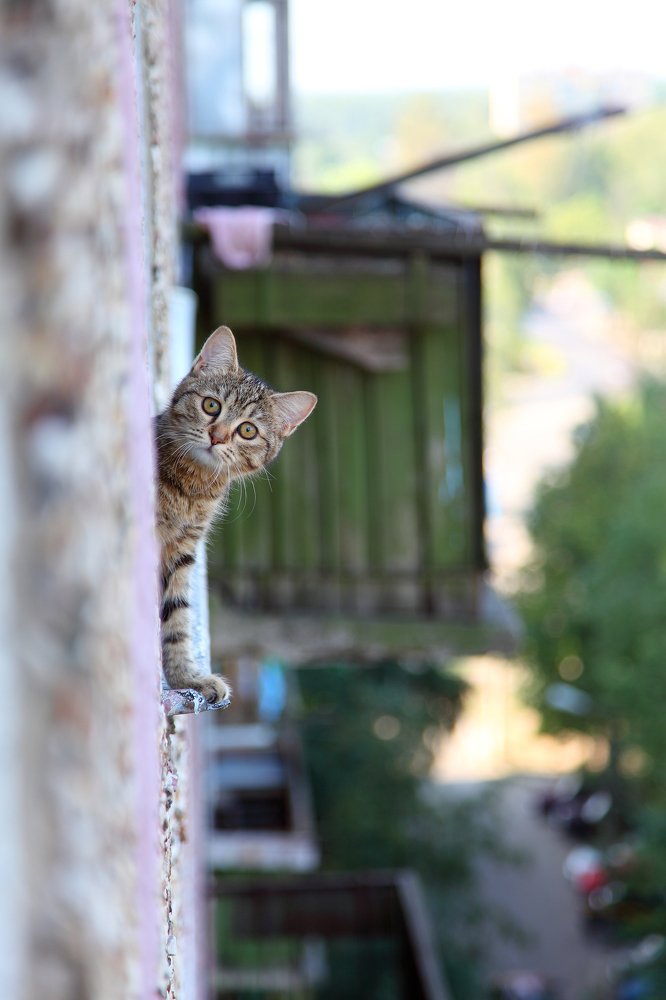 Любопытство