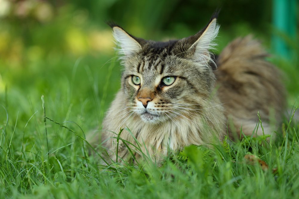 Мейн Кун на прогулке.