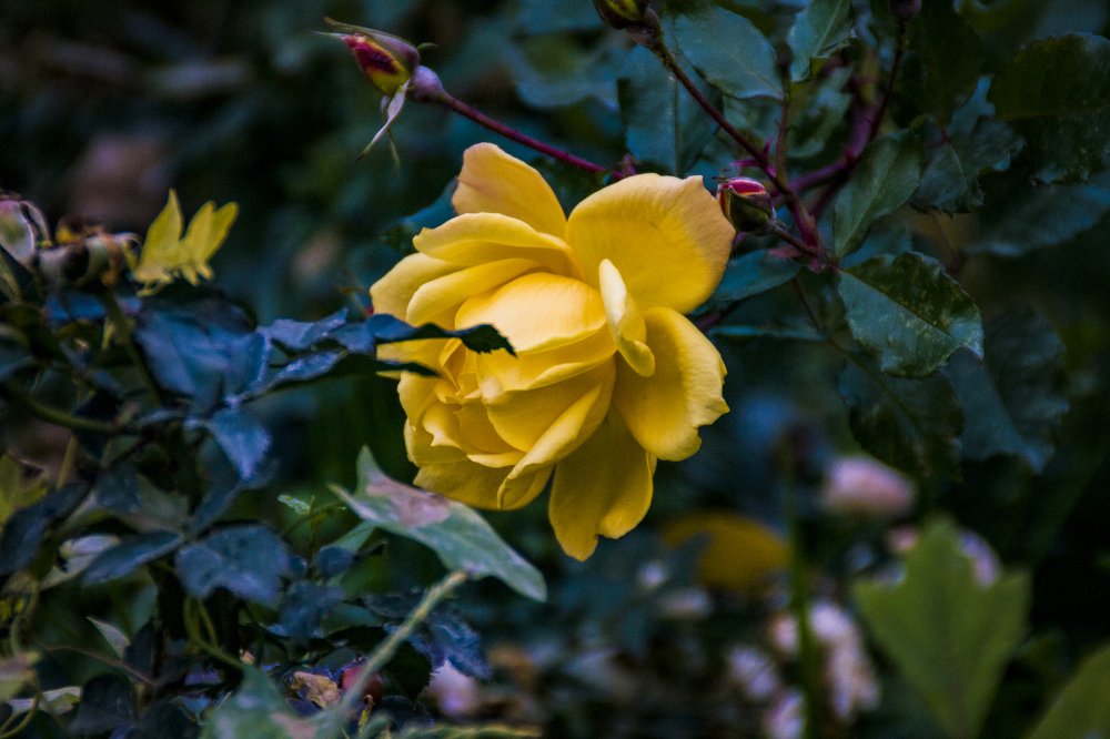 Фотография автора sose