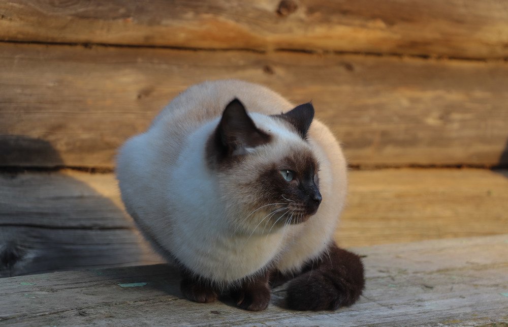 Photograph by Алексей Ошвинцев