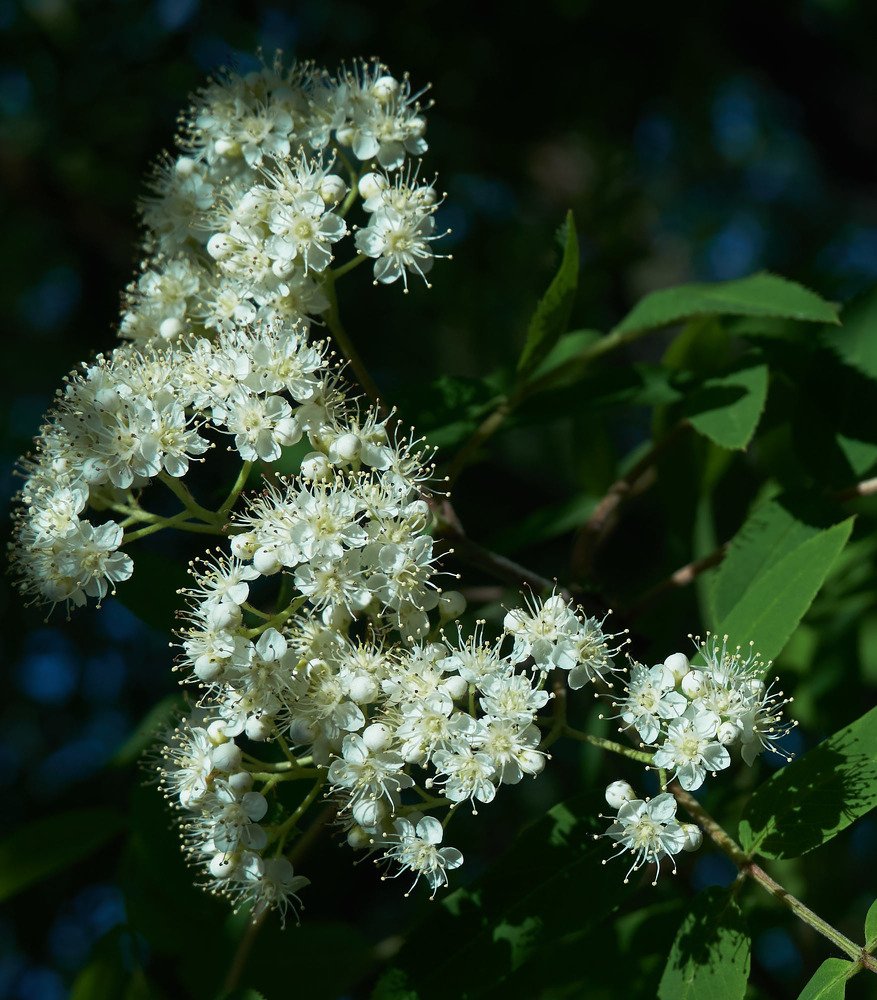 Фотография автора Александр Медведев
