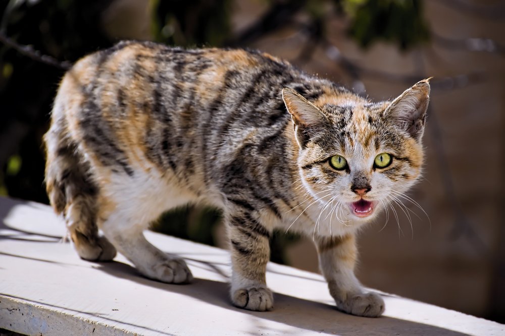 Photograph by Ehsan Fathi