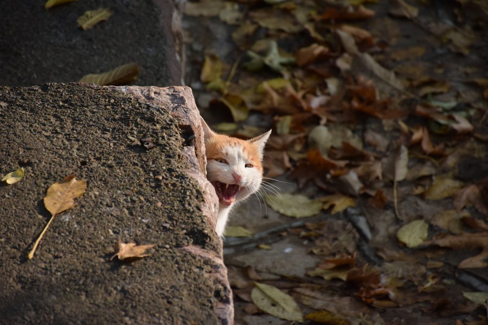 Photograph by Ehsan Fathi