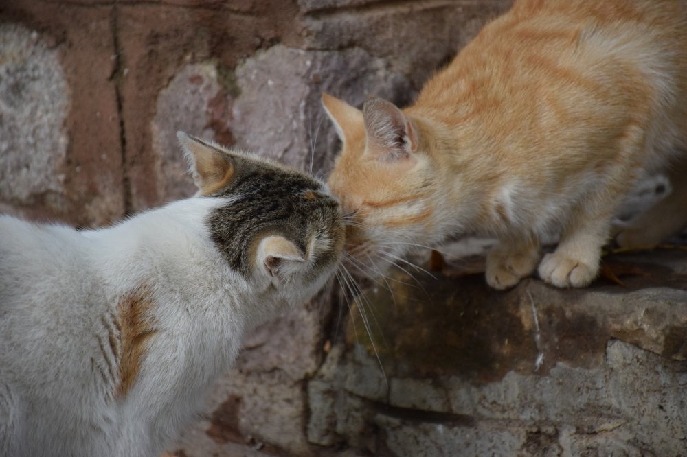 Photograph by Ehsan Fathi