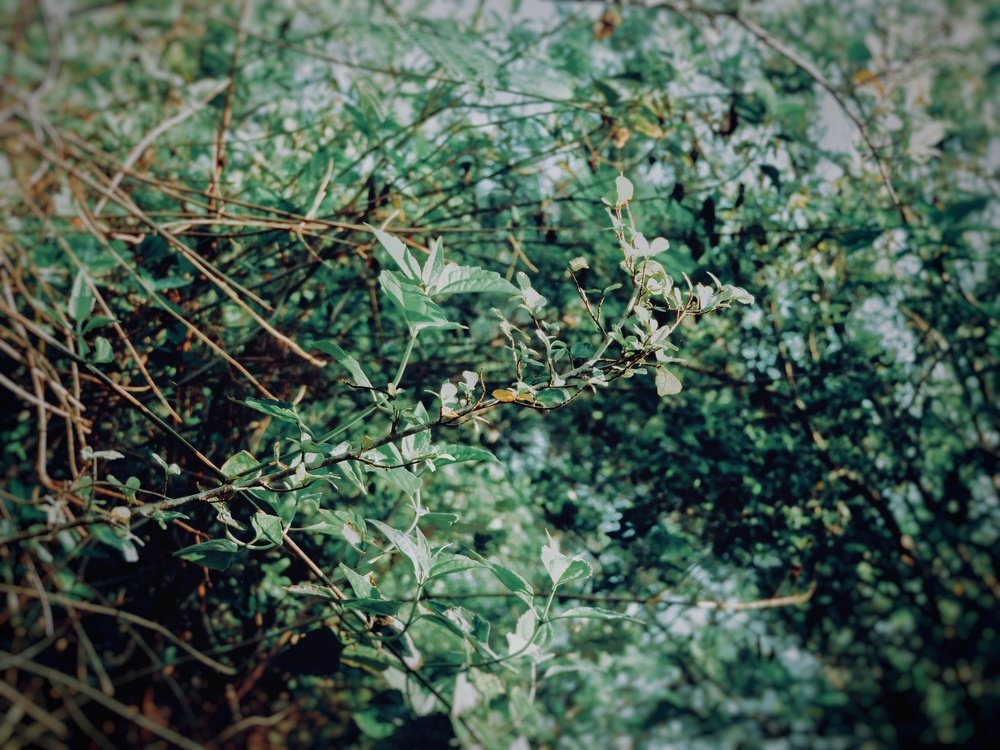 Photograph by Rain