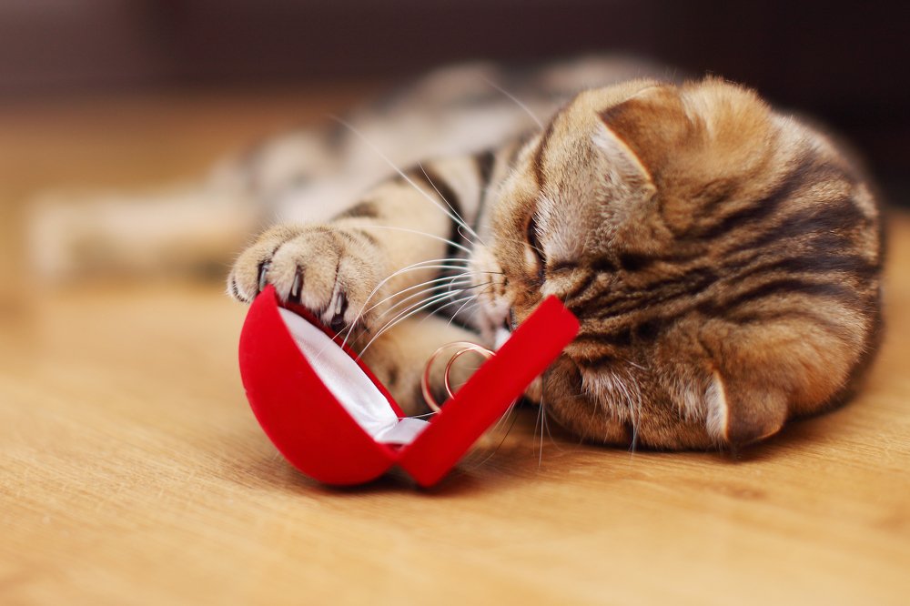 Кот и обручальные кольца...