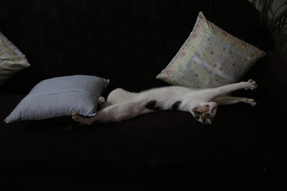 Photograph by FARDIN HOSSAIN FARDIN