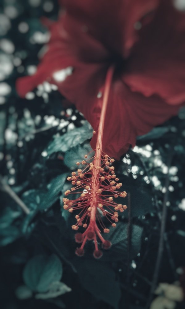 Red flower