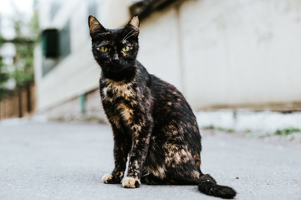 Photograph by Андрей Купченко