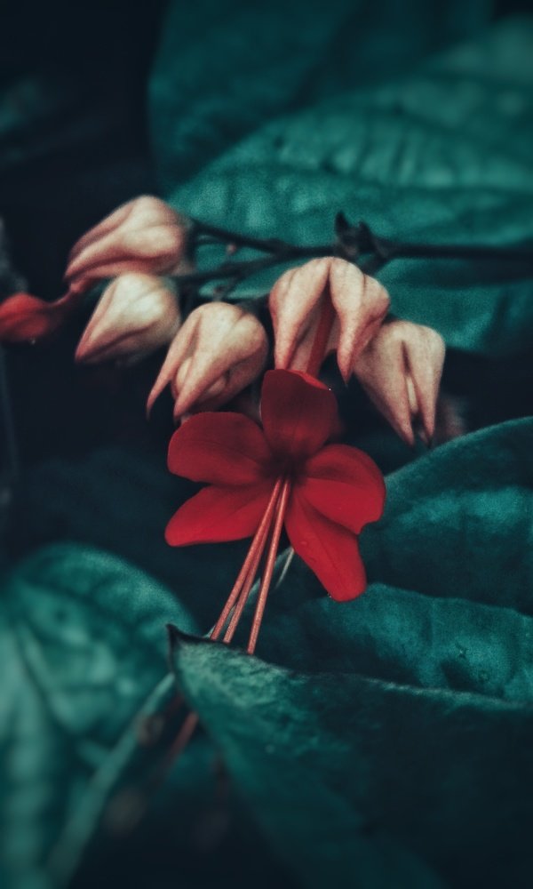 Photograph by Rain