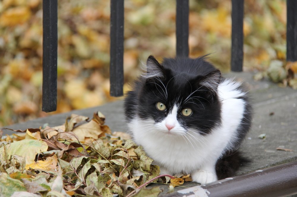 Фотография автора Ирина Солонина