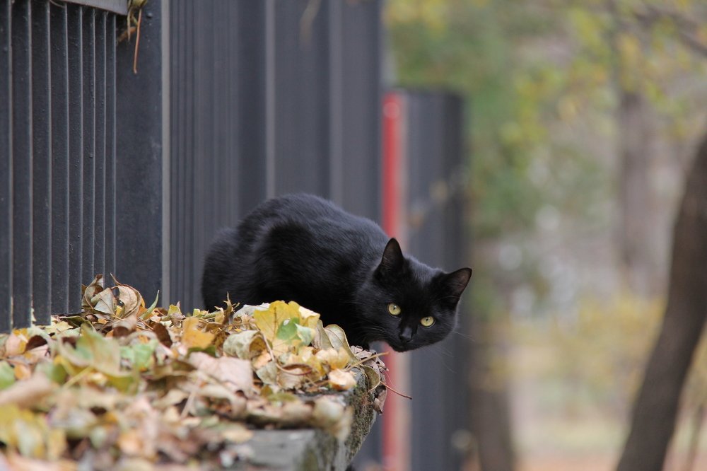 Фотография автора Ирина Солонина