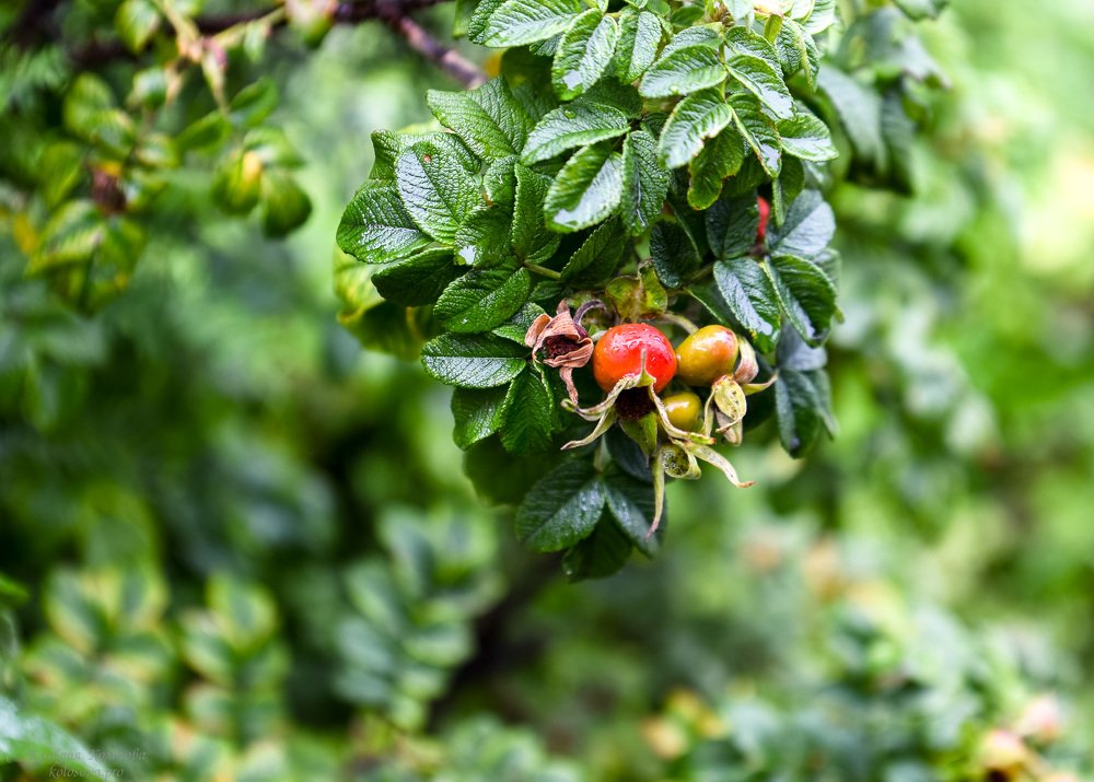 Photograph by Клавдия Колосова