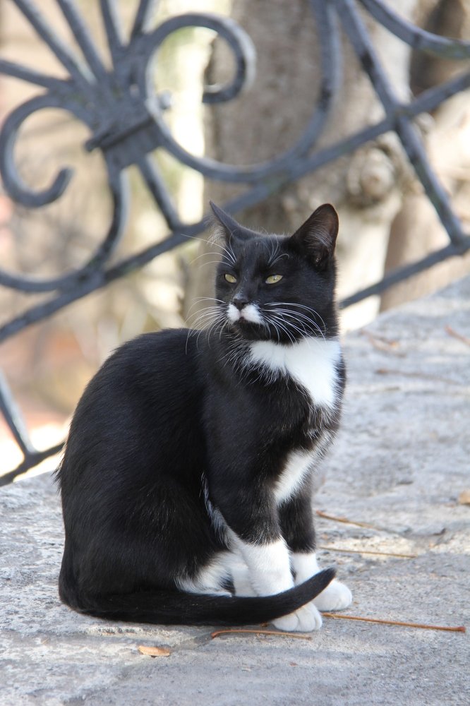 Фотография автора Ирина Солонина