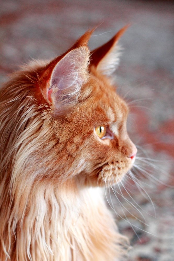 Photograph by Любовь Сорокина