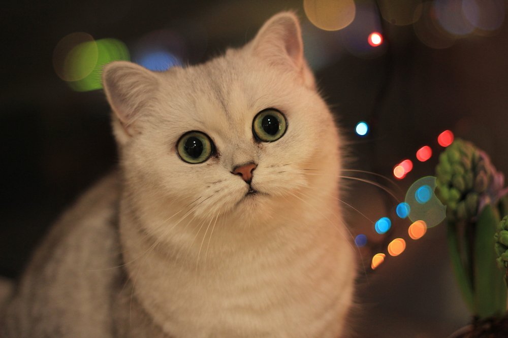 Фотография автора Ирина Солонина