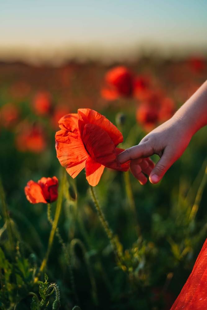 Фотография автора Дарья Шевченко