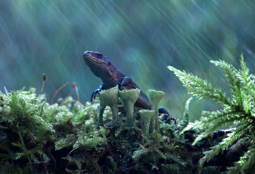 Photograph by Юлия Яремко