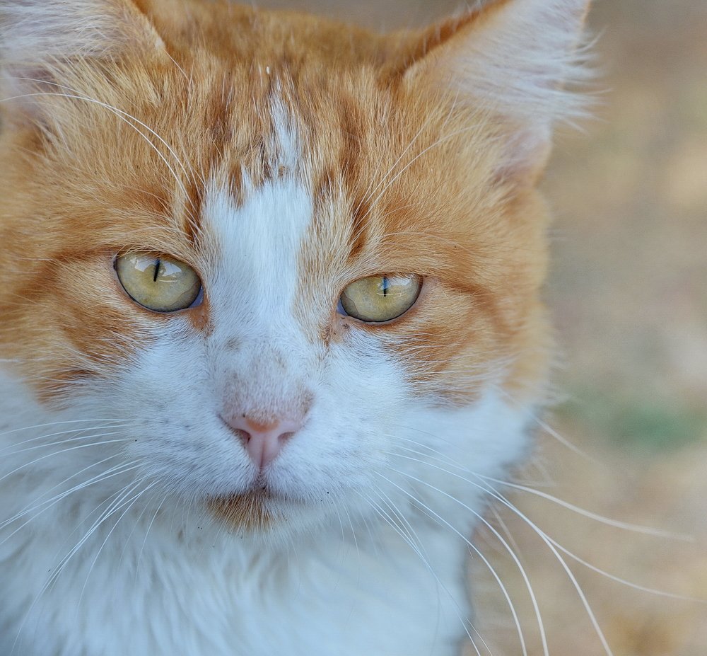Photograph by Владимир Брагилевский