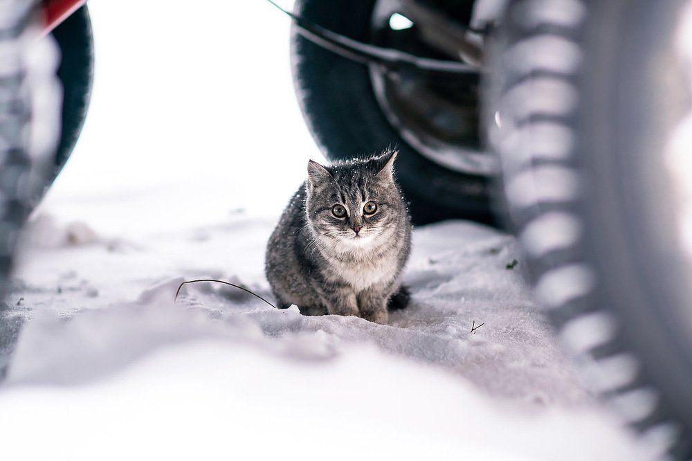 Photograph by Roman Mirismatov