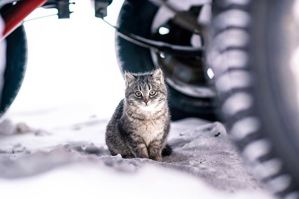 Photograph by Roman Mirismatov