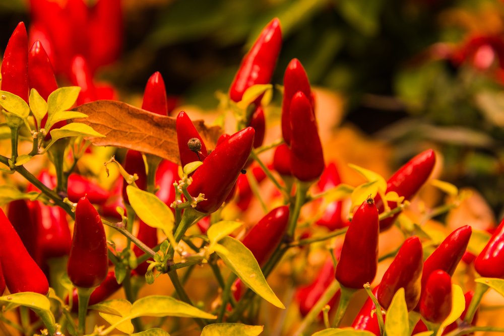 Photograph by Владимир Брагилевский