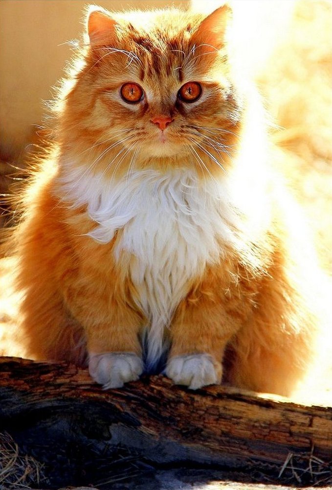 Photograph by Юрий Ковшов