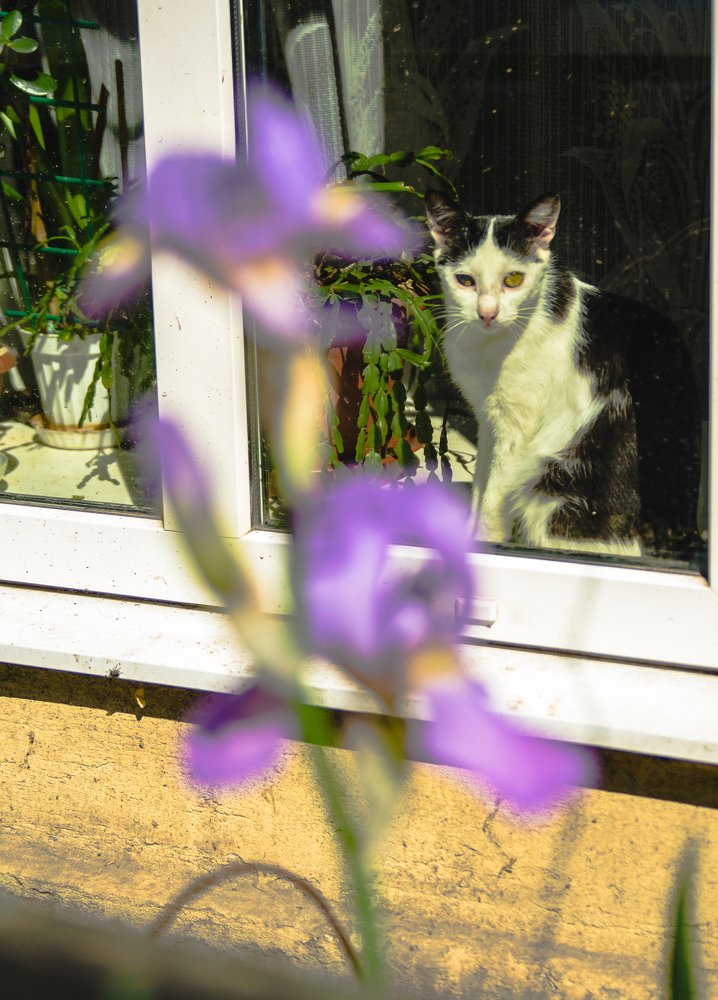 Кошка на окошке